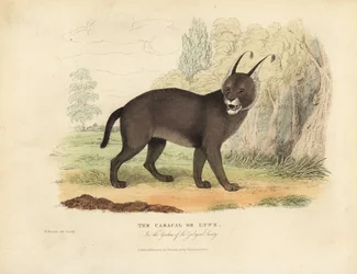 O Caracal ou o lince.
