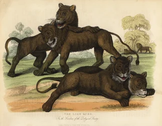Os Leõezinhos Leãozinhos nos Jardins da Sociedade Zoológica.