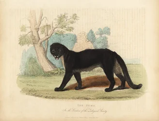 The Puma or Cougar, Puma concolor.