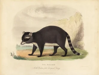 O Raccoon, Procyon lotor.