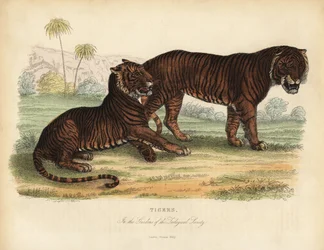 Tigre, Panthera tigris, em perigo de extinção.
