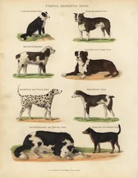 Cães Domésticos Úteis, Canis lupus familiaris.