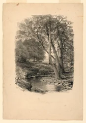 Piscina na floresta