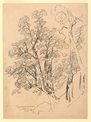 Estudo da folhagem, Trachselwald, Berna, Suíça