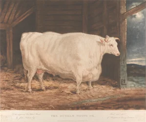 The Durham White Ox / Of the improved Tees Water Breed, / por John Nesham, Esqr. / Criado e alimentado / de Houghton le Spring, Durham