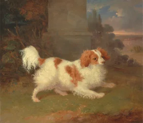 Um Blenheim Spaniel