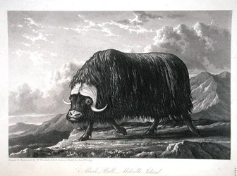 Musk Bull, Melville Island, do 
