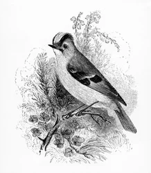 Golden Crested Regulus, ilustração de &39;A History of British Birds&39;, de William Yarrell, publicado pela primeira vez em 1843
