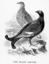 O galo-lira, ilustração de «A History of British Birds», de William Yarrell, publicado pela primeira vez em 1843