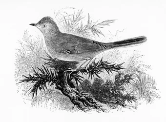 O Dartford Warbler, ilustração de "A History of British Birds", de William Yarrell, publicado pela primeira vez em 1843