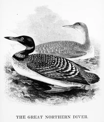 O Grande Mergulhador do Norte, ilustração de "Uma História dos Pássaros Britânicos", de William Yarrell, publicado pela primeira vez em 1843 (xilogravura)