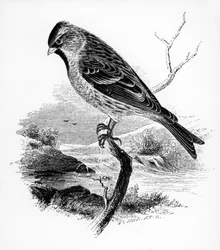 A Redpole Lesser, ilustração de "Uma História dos Pássaros Britânicos", de William Yarrell, publicado pela primeira vez em 1843