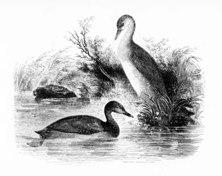 O Pequeno Mergulhão, ou Dabchick, ilustração de "Uma História dos Pássaros Britânicos", de William Yarrell, publicado pela primeira vez em 1843