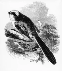 O Long-Tailed Tit, ilustração de &39;A History of British Birds&39; por William Yarrell, publicado pela primeira vez em 1843