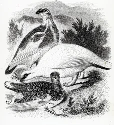 O Ptarmigan, ilustração de "A History of British Birds", de William Yarrell, publicado pela primeira vez em 1843
