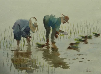 885 Plantando arroz