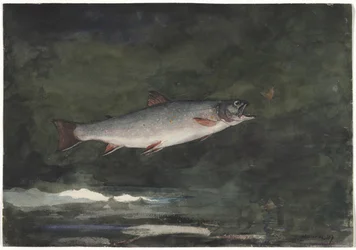 Truta Saltitante