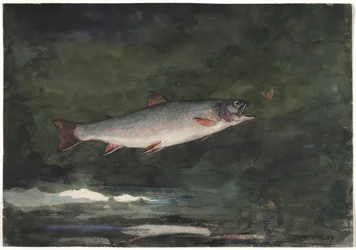 Saltando Truta, 1889.