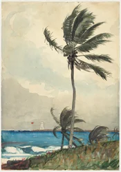 Palmeira, Nassau