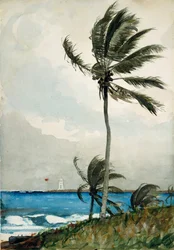 Palmeira, Nassau, 1898.