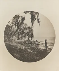 Cena de palmeira e praia, costa da Flórida, c.1904