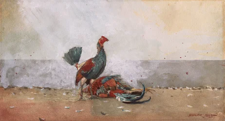 A luta de galos