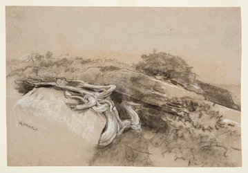 Raízes de árvore, pescoço de Prout