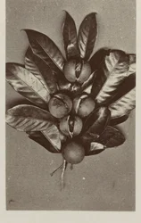 Nutmeg