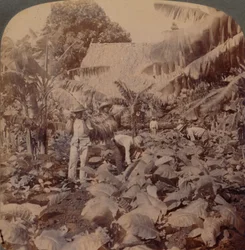 Tabaco de corte - uma plantação típica - Província de Havana, Cuba, 1899