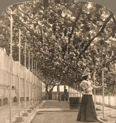 A videira mais antiga do mundo, Palácio de Hampton Court, plantada em 1768, Inglaterra, 1897