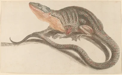 Lagarto