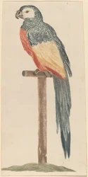 Papagaia
