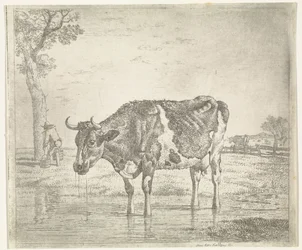 vaca bebendo