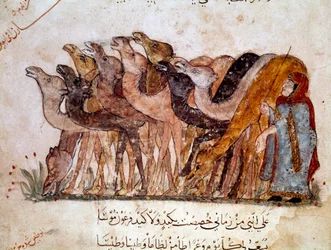 Um grupo de camelos e camelos, caravana no deserto. Página de "Maqamat" (Seances), poema picaresco do século XI do poeta árabe Abu Mohammed al-Kasim ibn Ali Hariri (ou Al-Hariri ou Al Hariri) (1054-1122) ilustrado por Al-Wasiti (al-Wasiti)