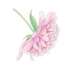 Peónia Rosa Delicada