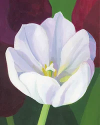 Tulipa Branca Elegante