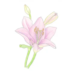 Flor de lírio rosa