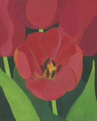 Tulipas vermelhas vibrantes