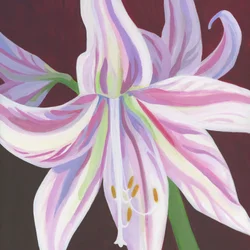 Amaryllis com riscas vibrantes