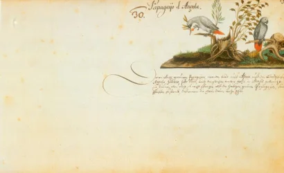 Zacharias Wagner, Papagaios