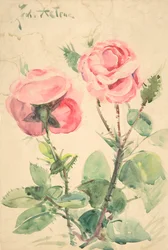 Duas rosas, ca. 1884-1904.