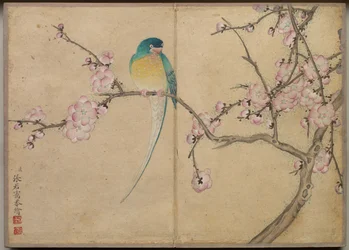 Álbum de escrivaninha: Pinturas de flores e pássaros Pássaro com flores de ameixa, século XVIII.