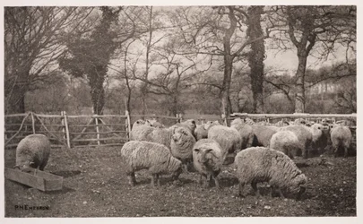 Uma Pastoral de Outono (un automne champetre)