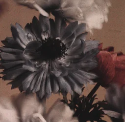 "Anémonas" (Anemone flores)