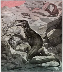 Monitor de água asiático, ca 1925