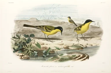 Alvéolas-amarelas-de-cabeça-preta, região do mar Negro