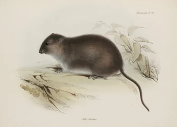 Bush ou brown-footed rat, Austrália, c 1832-1836