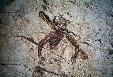 Fresco, ilha de Kos, Grécia (foto)