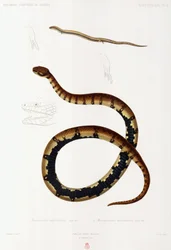 Lizard and Hooded Snake, Argélia