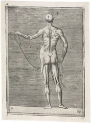 Músculos Estudo anatômico da musculatura masculina; homem segurando uma corda, c 1555